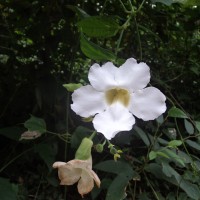 Thunbergia grandiflora (Roxb. ex Rottler) Roxb.